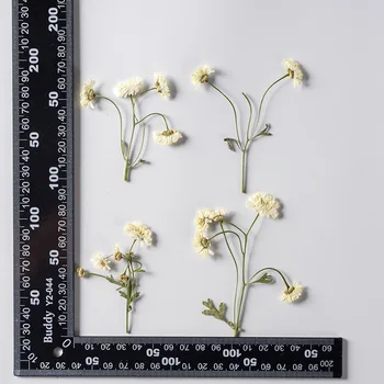 120pcs Presate Uscat Chamomilla Floare Cu Tulpina Ierbar Pentru Make-UP Unghii Bijuterii Marcaj Caz de Telefon Carte de Invitație DIY