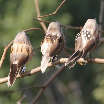 1buc Drăguț Pasăre Artificială Spuma Viu Pene Mini Tit Ambarcațiunile de Păsări de Emulare Decor Pasăre Model DIY Artificiale Sparrow