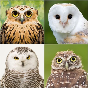 5D Diamant Pictura Owl Full Patrat/Rotund Rășină Mozaic Broderie Animale Imagine Pietre cruciulițe Decor Acasă Cadou de Arta