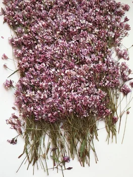 60pcs Presate Uscat Fuchsia Polygonum Plante cu Flori Ierbar Pentru Fata Machiaj Bijuterii Rama Foto Telefon Caz Marcaj Face DIY