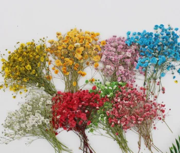 Alb Înstelat Încadrată De Flori Uscate Presate Aranjamente Florale 9 Culori Diferite Pentru Acasă Ornamente 100 Buc