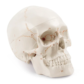 Craniu Uman Anatomice Model, 3-Parte, Numerotate, Dimensiunea De Viață
