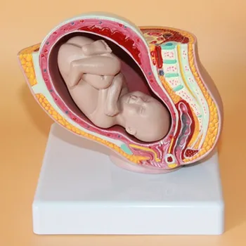 pelvine feminine FETALE model nouă luni de sarcină fătul uterin dezvoltarea embrionului model